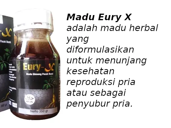 madu eury x adalah